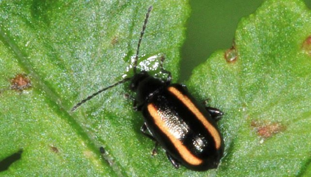 A flea beetle on a leaf
